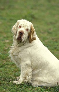 Uykucu Spaniel Köpek çayırda oturuyor  