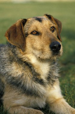 Erkek Köpeğin Portresi 