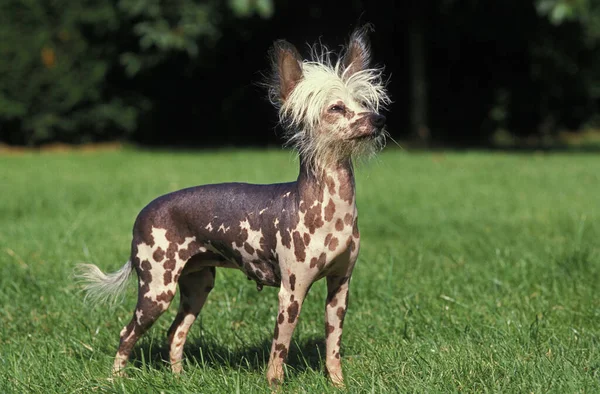 Chiński Pies Czubaty Stoi Trawniku — Zdjęcie stockowe