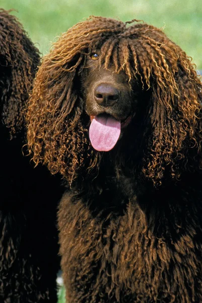 Irish Water Spaniel Dog Porträtt Vuxen Med Tungan — Stockfoto