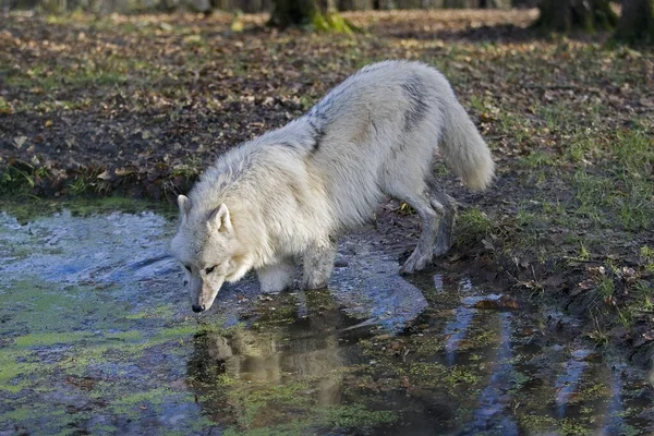 Arktischer Wolf Canis Lupus Tundrarum Erwachsene Die Ins Wasser Gehen — Stockfoto