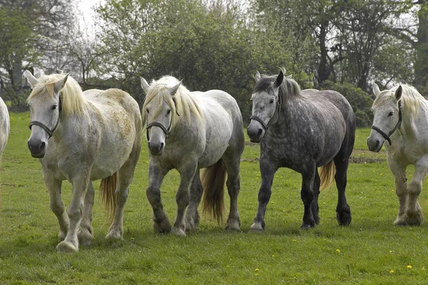 Percheron Draft Horses Une Race Française Marche Ligne — Photo