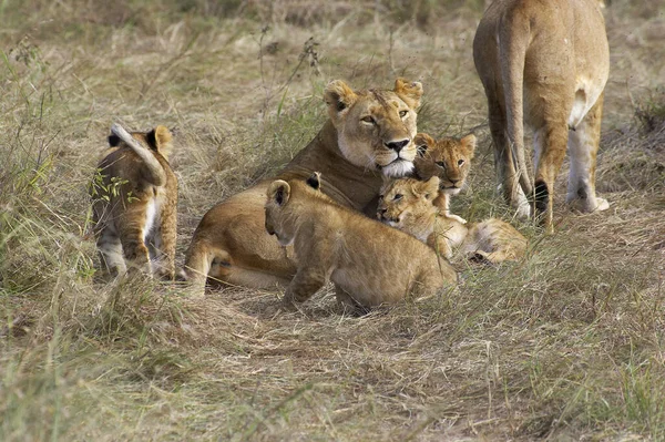 Lew Afrykański Pantera Leo Matka Cubem Masai Mara Park Kenii — Zdjęcie stockowe