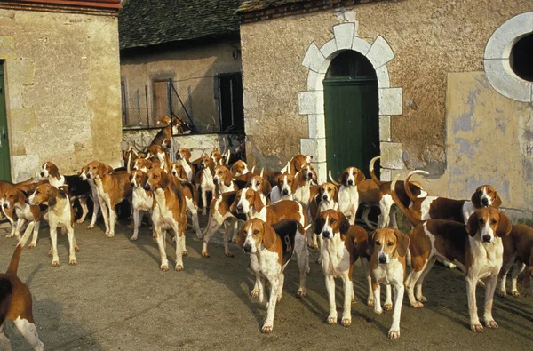 Poitevin Dog Förpackning Med Foxhounds — Stockfoto