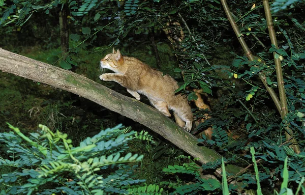 European Wildcat Felis Silvestris Walking Branch — Stock fotografie