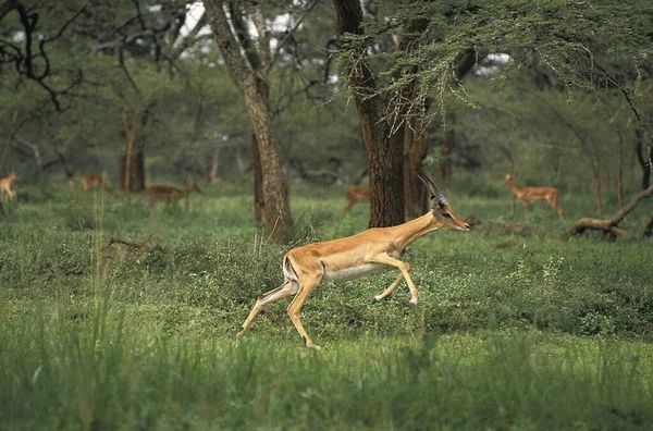 Impala Aepyceros Melampus Αρσενικό Τρέξιμο Masai Mara Park Στην Κένυα — Φωτογραφία Αρχείου