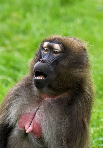 Gelada Baboon Theropithecus Gelada Portrait Female Calling — Stok Foto