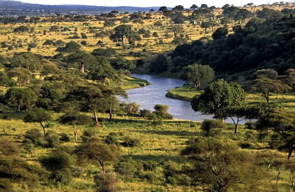 Paesaggio Savannah Tarangire Park Tanzania — Foto Stock