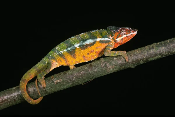 Ékszeres Kaméleon Vagy Szőnyeg Kaméleon Furcifer Lateralis Felnőtt Ellen Fekete — Stock Fotó