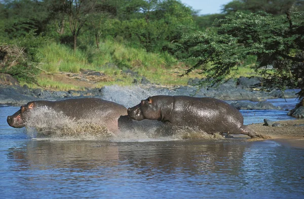 Hippopotamus Nijlpaard Amfibie Staand Mara River Masai Mara Park Kenia — Stockfoto