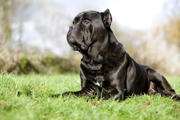 Cane Corso Eine Hunderasse Aus Italien Erwachsen Auf Gras Liegend — Stockfoto