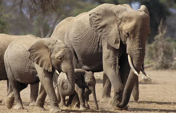 Afrikai Elefánt Loxodonta Africana Herd Masai Mara Park Kenya — Stock Fotó