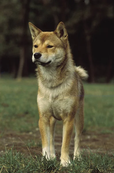 草の上に立つ犬 — ストック写真