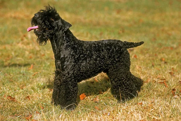 Kerry Blue Terrier Dog Στέκεται Στο Γρασίδι — Φωτογραφία Αρχείου