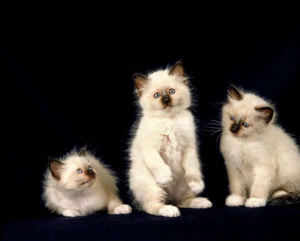 Birmanese Cat Gatinho Jogando Contra Fundo Preto — Fotografia de Stock