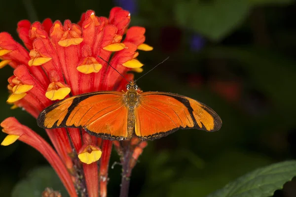 Julia Butterfly Dryas Julia Adult Standing Flower — стокове фото