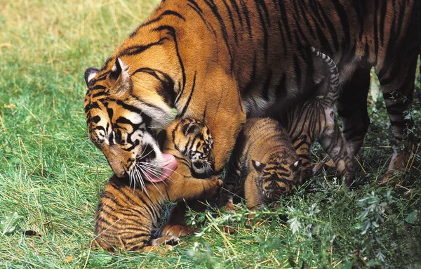 Sumatran Tiger Panthera Tigris Sumatrae Mother Licking Cub — Stock Photo, Image
