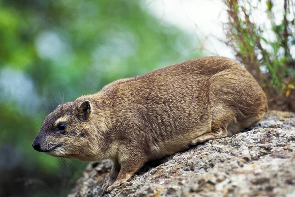 Rock Hyrax Cape Hyrax Procavia Capensis Adult Standing Rock Hell — Stock Photo, Image