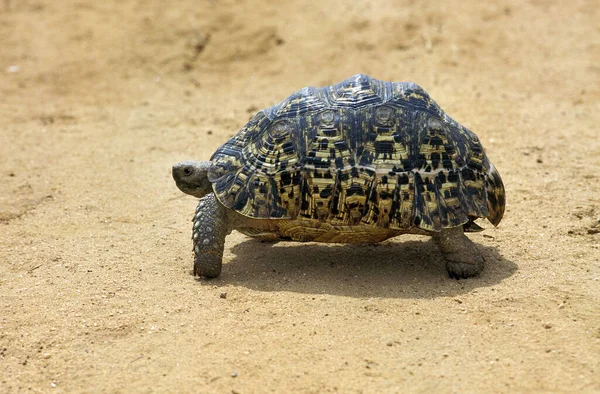 Leopar Kaplumbağa Geochelone Pardalis Kenya — Stok fotoğraf