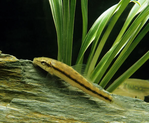 Siamese Chinese Algae Eater Gyrinocheilus Aymonieri — 스톡 사진