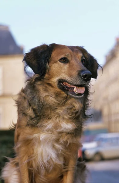 Pies Domowy Paryżu — Zdjęcie stockowe