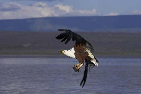 Afrikaanse Visarend Haliaeetus Vocifer Volwassene Vlucht Vissen Bij Baringo Lake — Stockfoto