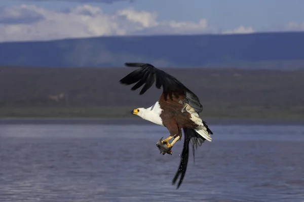 Африканский Орлан Фиш Haliaeetus Vocifer Взрослый Полете Рыбалка Озере Баринго — стоковое фото