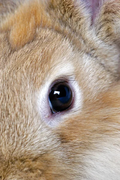 Lapin Domestique Nain Rouge Gros Plan Œil — Photo