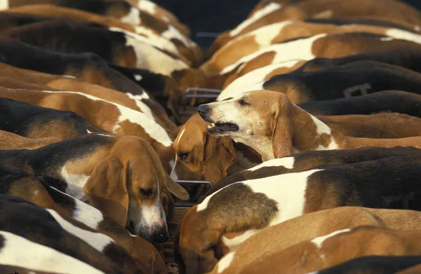 Poitevin Dog Pack Foxhounds Eating — Stock Photo, Image