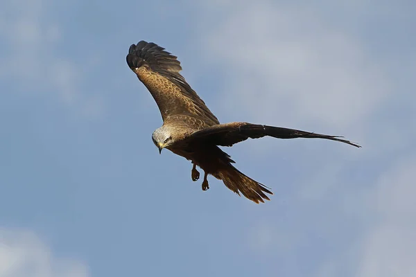 Schwarzmilan Milvus Migrans Erwachsener Flug Vor Blauem Himmel — Stockfoto