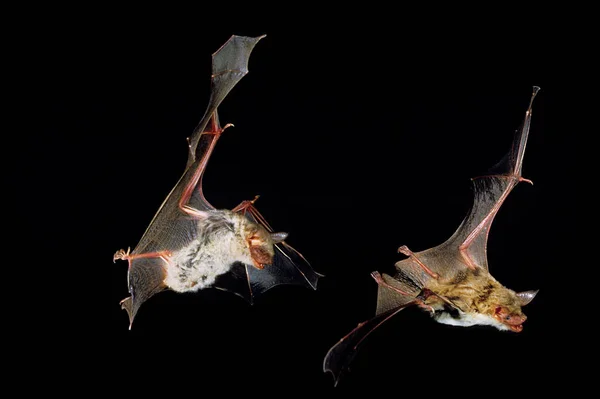 Mouse Eared Bat Myotis Myotis Adultos Voo Contra Fundo Preto — Fotografia de Stock