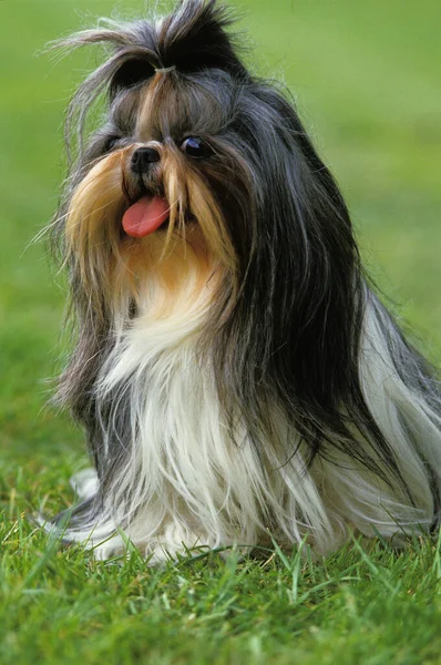 Shi Tzu Perro Sentado Hierba Con Lengua Fuera —  Fotos de Stock