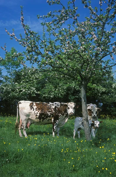 Normandía Vaca Con Ternera Calvados Francia —  Fotos de Stock