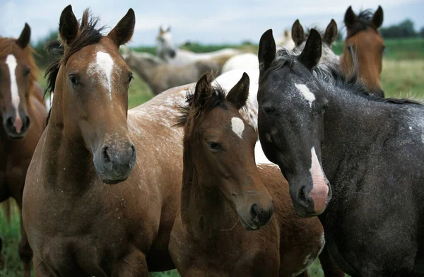 Cavallo Razza Americana Mandria Nel Prato — Foto Stock