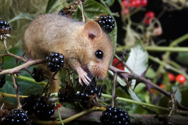 Vanlig Dormouse Muscardinus Avellanarius Vuxenätande Bär Normandie — Stockfoto