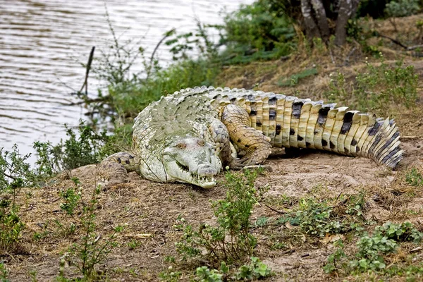 Orinoco Crocodilo Crocodylus Intermedius Adulto Perto Rio Los Lianos Venezuela — Fotografia de Stock