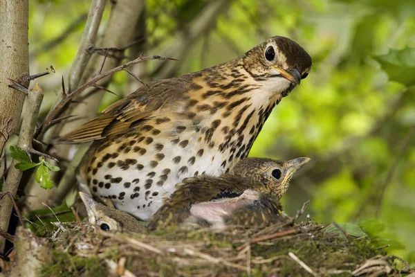 Song Thrush Turdus Philomelos Adult Chicks Nest Normandy — Stock Photo, Image