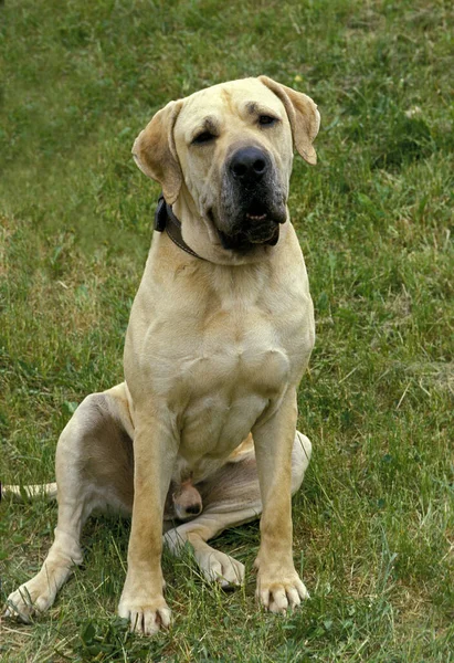 Maschio Fila Brasileiro Una Razza Canina Dal Brasile — Foto Stock