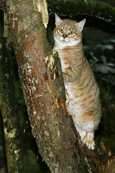 Afrikanische Wildkatze Felis Silvestris Lybica — Stockfoto