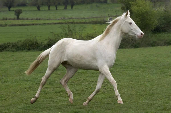 Akhal Teke Paardenras Uit Turkmenistan Mare Trotting — Stockfoto