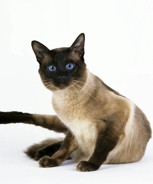 Gato Doméstico Balinês Contra Fundo Branco — Fotografia de Stock