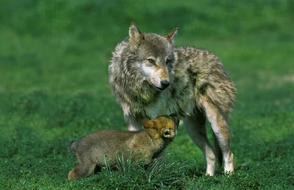 Europese Wolf Canis Lupus Moeder Welp — Stockfoto