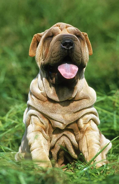 Shar Pei Dog Pup Siedzi Trawie Językiem Wierzchu — Zdjęcie stockowe