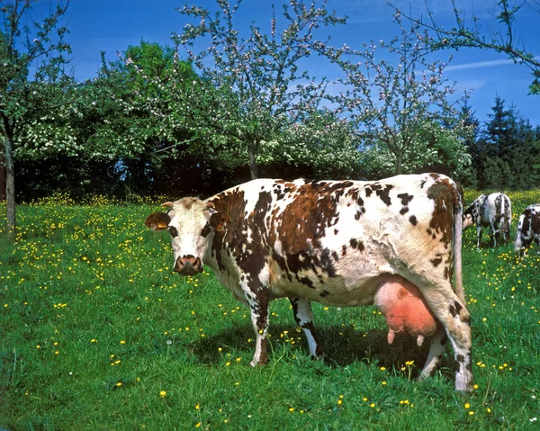 Vaca Normandía Bovino Doméstico Bajo Los Manzanos Normandía —  Fotos de Stock