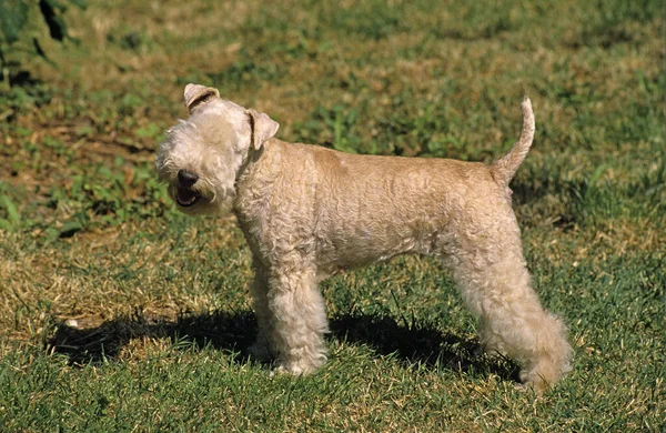 Lakeland Terrier Chien Debout Sur Herbe — Photo