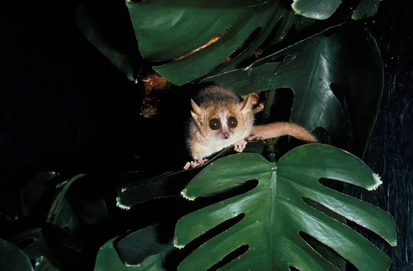 Rato Cinzento Lemur Microcebus Murinus — Fotografia de Stock