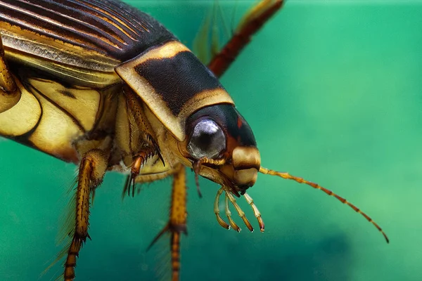 Stor Dykskalbagge Dytiscus Marginalis Vuxen Stående Vatten Närbild Huvudet Normandie — Stockfoto