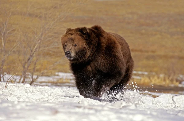 Kodiak Bear Ursus Arctos Middendorffi Adult Standing Snow Aljaška — Stock fotografie