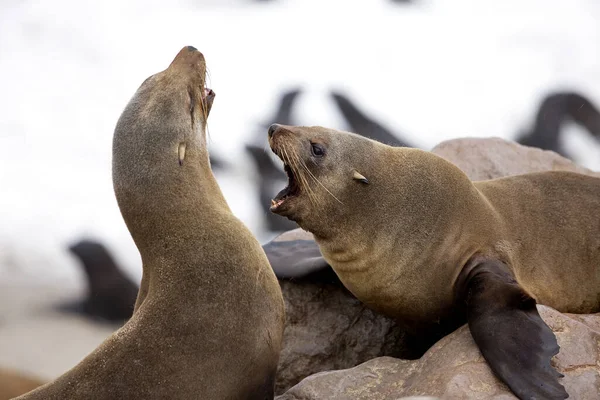 Zuid Afrikaanse Pelsrobben Arctocephalus Pusillus Vrouwtjes Rotsen Cape Cross Namibië — Stockfoto