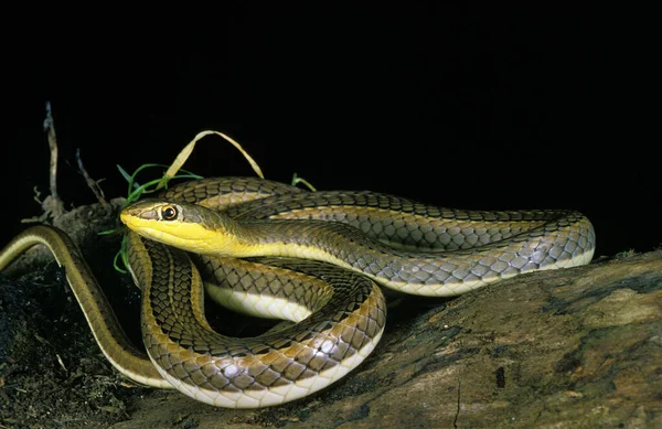 Schokar Kum Yarışçısı Psammophis Schokari — Stok fotoğraf